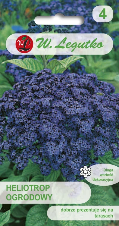 Heliotrop-ogrodowy.webp