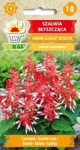 SZAŁWIA-BŁYSZCZĄCA-AMORE-SCARLET-BICOLOR.webp