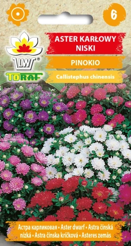 ASTER-KARŁOWY-NISKI-PINOKIO.webp
