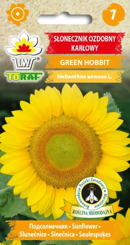 Słonecznik-ozdobny-karłowy-GREEN-HOBBIT.webp