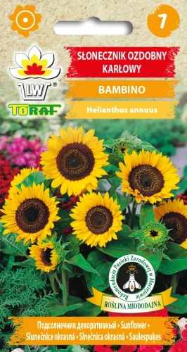 Słonecznik-ozdobny-karłowy-BAMBINO.webp