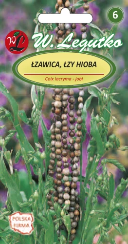 Łzawica-Łzy-Hioba.webp