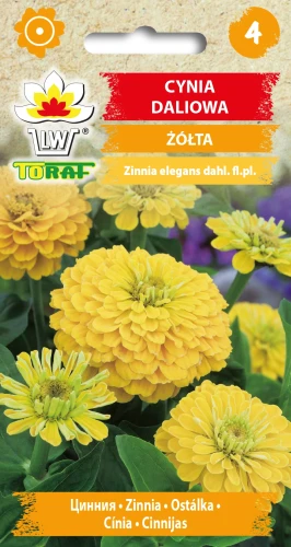 Cynia-daliowa-ŻÓŁTA.webp