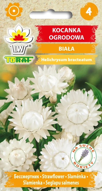 Kocanka-ogrodowa-BIAŁA.webp
