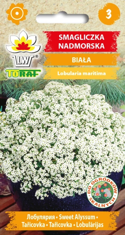 Smagliczka-nadmorska-BIAŁA.webp