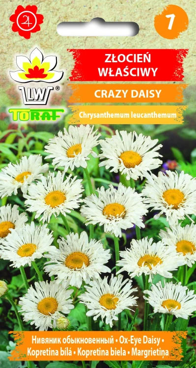 Złocień-Właściwy-CRAZY-DAISY.webp