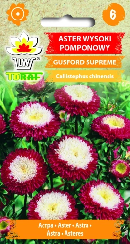 Aster-wysoki-pomponowy-GUSFORD-SUPREME.webp