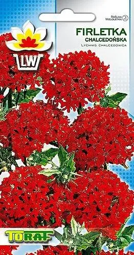 firletka-chalcedońska-czerwona.webp
