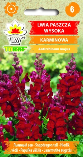 Lwia-paszcza-wysoka-KARMINOWA.webp