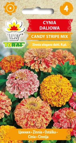 Cynia-daliowa-CANDY-STRIPE.webp