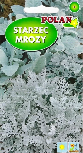 mrozy.webp