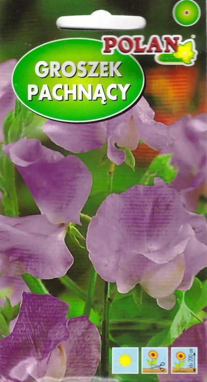 groszek-pachnący-liliowo-modry.webp