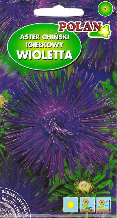 aster-wioletta.webp