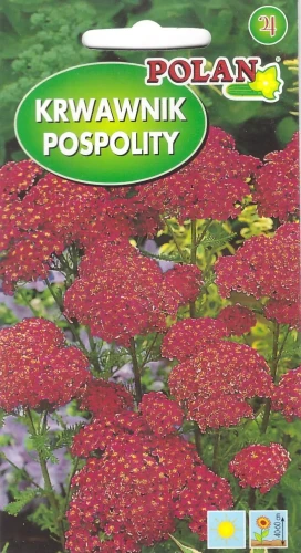 krwawnik-pospolity.webp