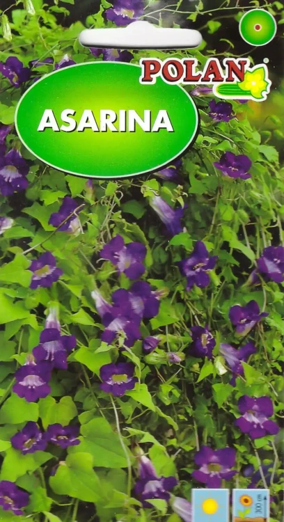 asarina.webp