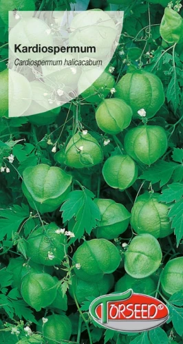 Kardiospermum.webp