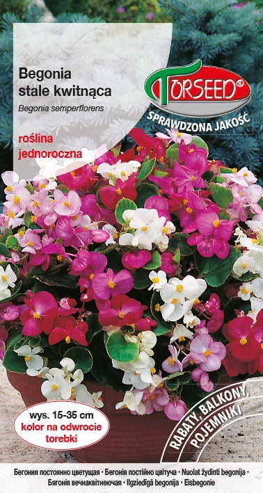 Begonia-stale-kwitnąca.webp