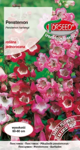 Penstemon.webp