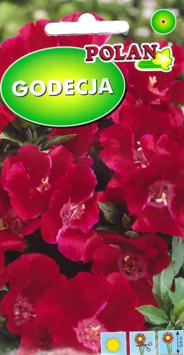 godecja-szkarłatna.webp