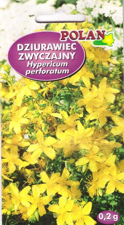 dziurawiec-zwyczajny.webp