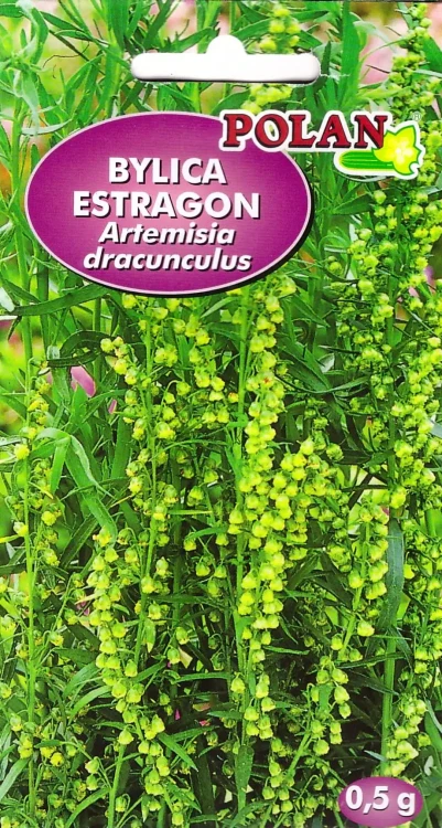 bylica-estragon.webp