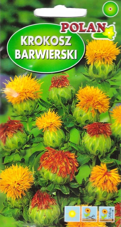 krokosz-barwierski.webp