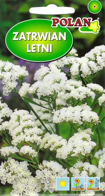 zatrwian-letni-biały.webp