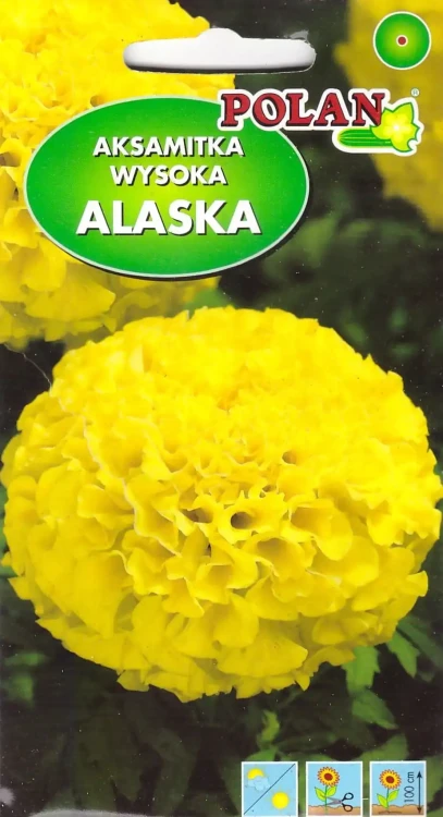 aksamitka-alaska.webp
