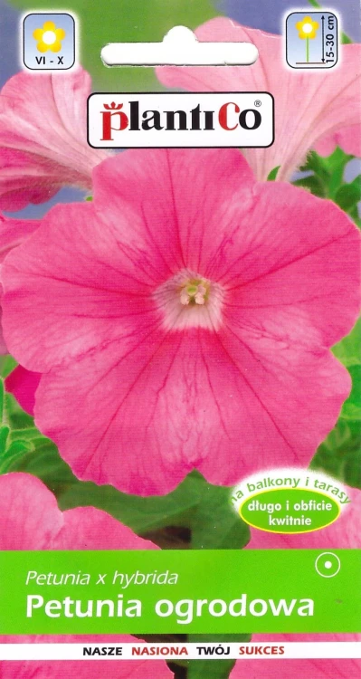 petunia-różowa.webp