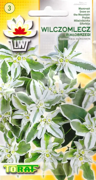 wilczomlecz-białobrzegi.webp