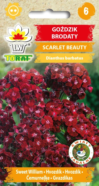 Goździk-brodaty-SCARLET-BEAUTY.webp