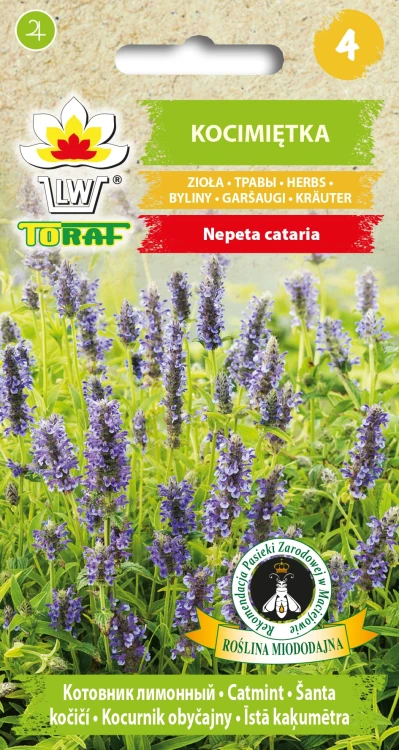 Kocimietka.webp