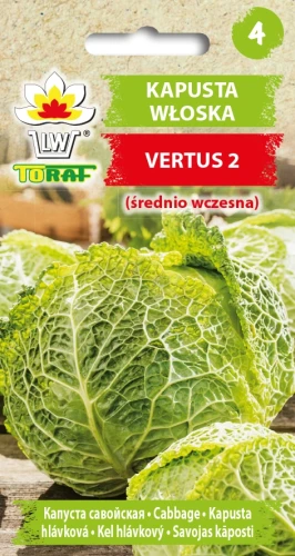 Kapusta-włoska-VERTUS-2.webp
