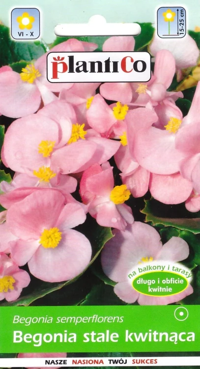 begonia-różowa.webp