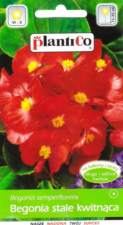 begonia-czerwona.webp