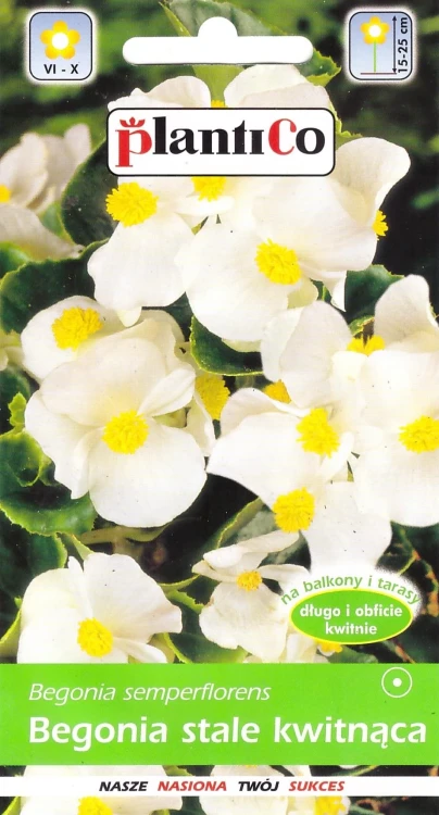 begonia-biała.webp