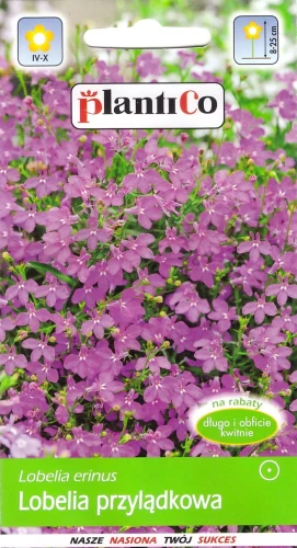lobelia-przylądkowa.webp
