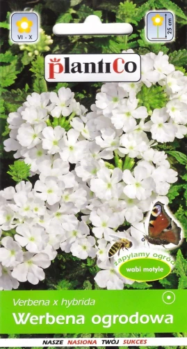 werbena-ogrodowa-biała.webp