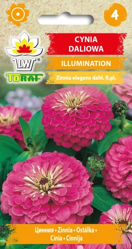 Cynia-daliowa-ILLUMINATION.webp