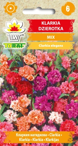 Klarkia-dzierotka-MIX.webp