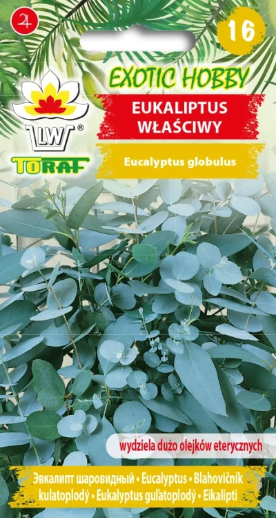 Eukaliptus-właściwy.webp