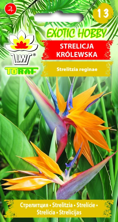 Strelicja-królewska.webp