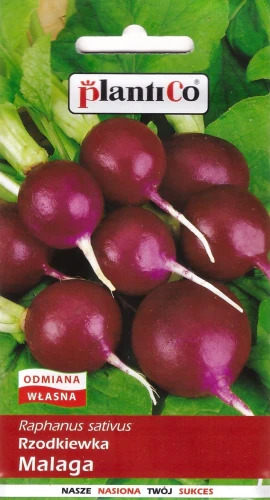 rzodkiewka-malaga.webp