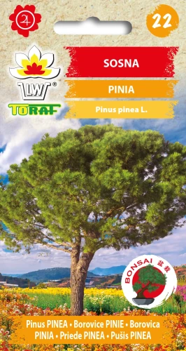 Sosna-PINIA.webp
