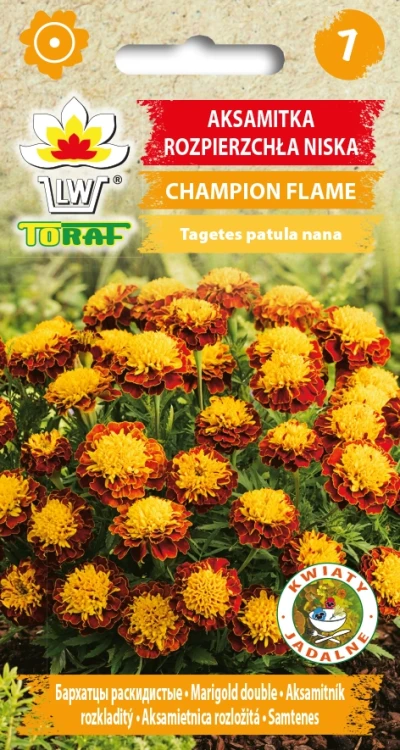Aksamitka-rozpierzchła-niska-CHAMPION-FLAME.webp