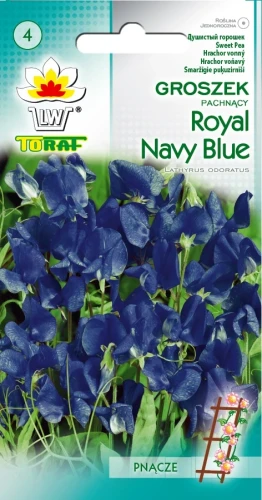 Groszek-pachnący-ROYAL-NAVY-BLUE.webp