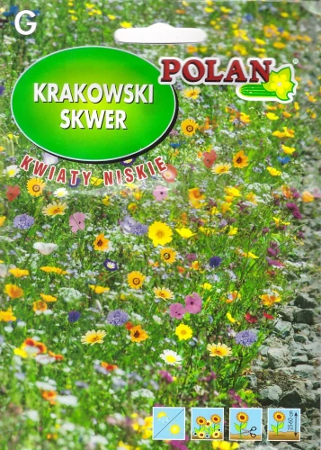 krakowski-skwer-kwiaty-niskie.webp