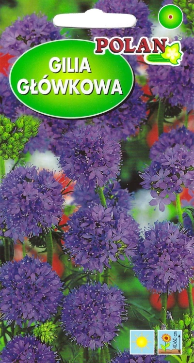 gilia-główkowa.webp