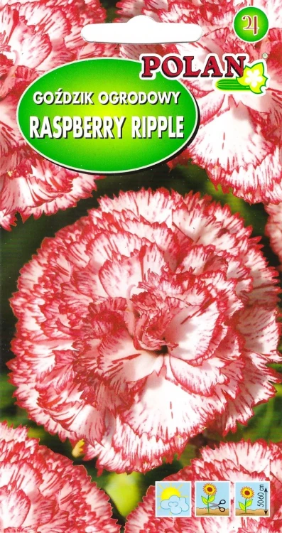 goździk-raspberry-ripple.webp