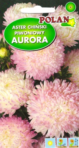 aster-aurora.webp
